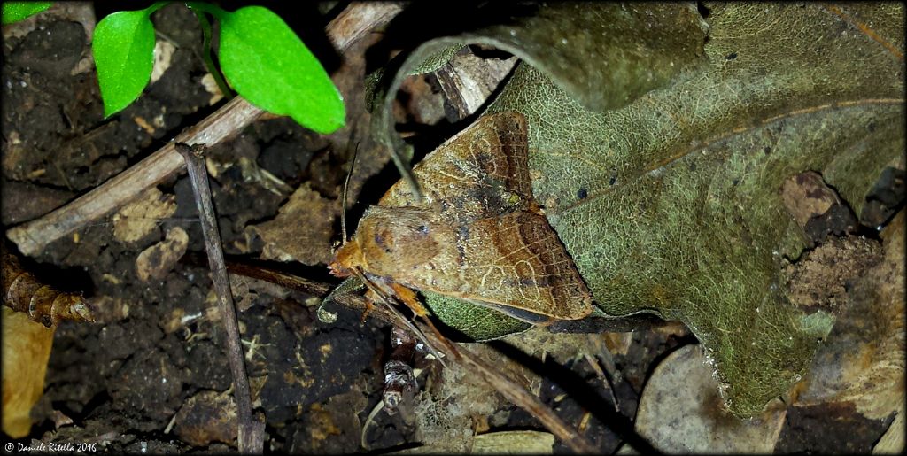 Richiesta identificazione!!! Grazie!!! Agrochola cfr. pistacinoides, Noctuidae